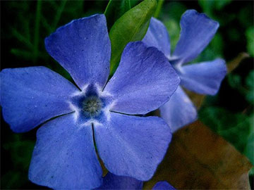 Periwinkle